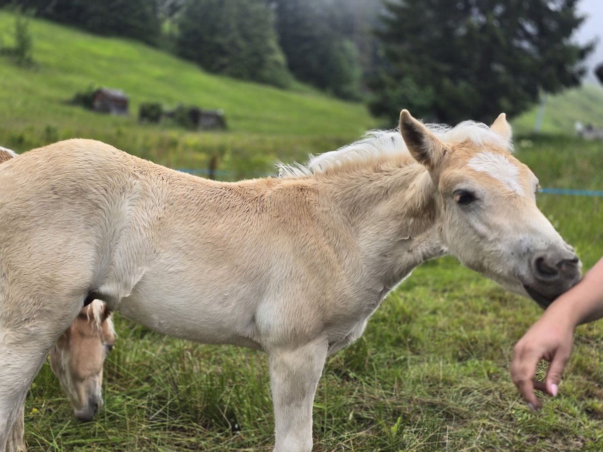 Haflinger Hengst Fohlen (05/2024) Fuchs in Bürserberg