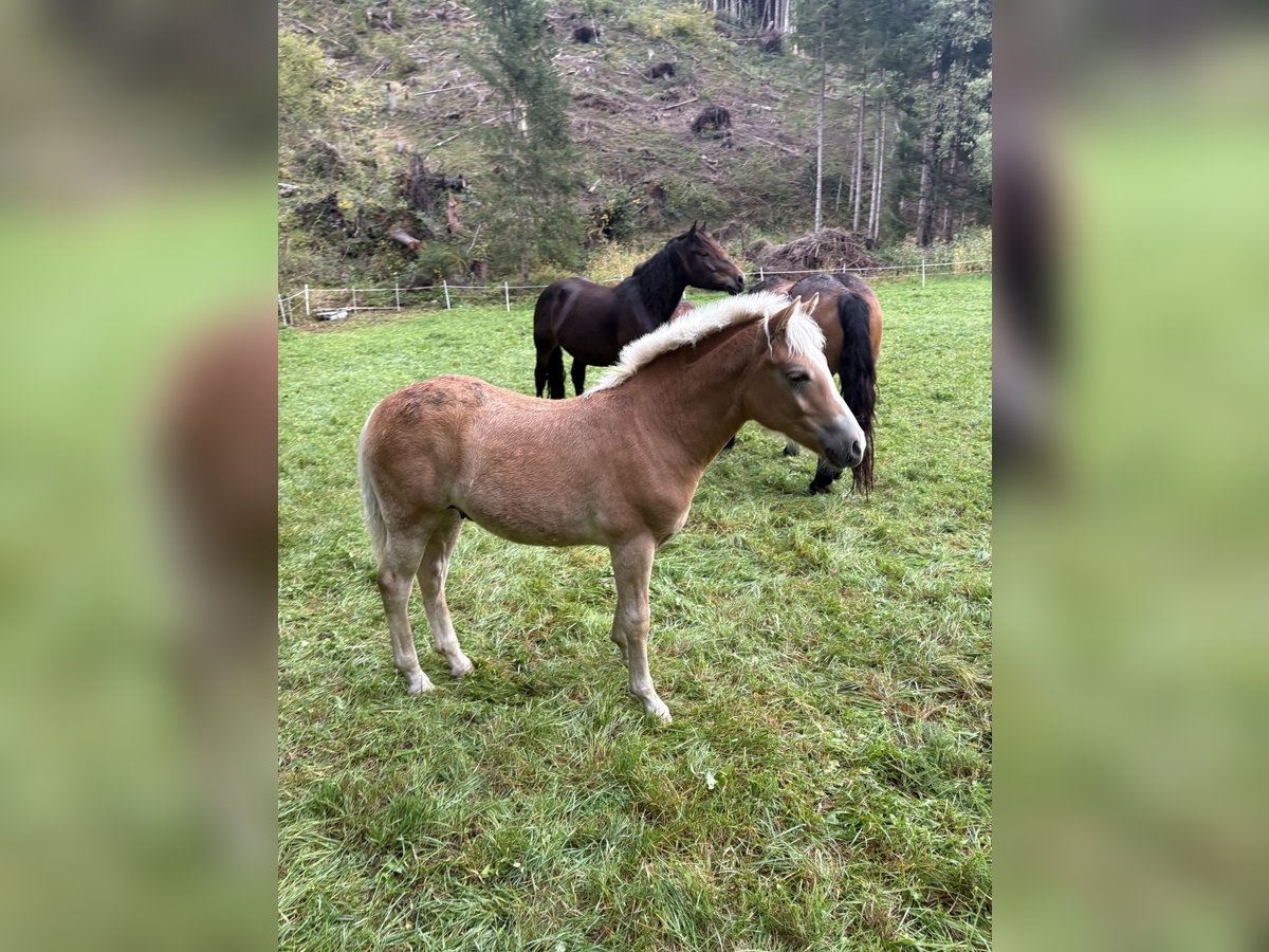 Haflinger Hengst Fohlen (03/2025) Fuchs in Rangersdorf