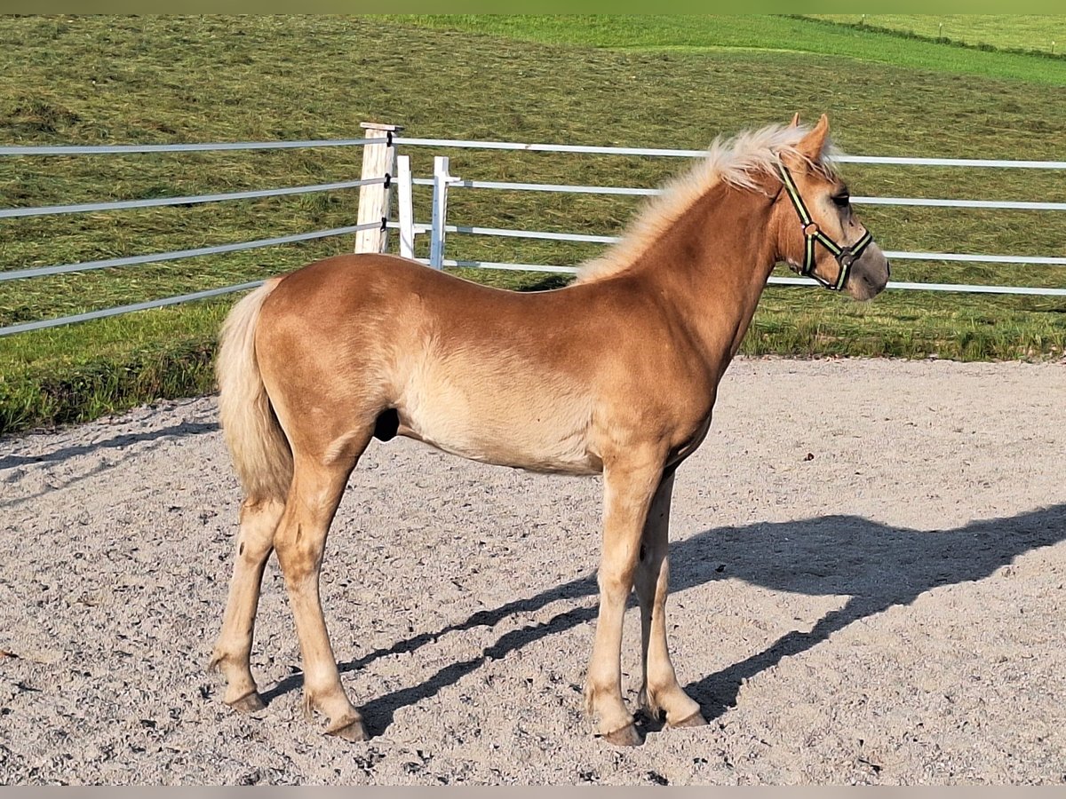 Haflinger Hengst Fohlen (04/2025) Fuchs in Leogang