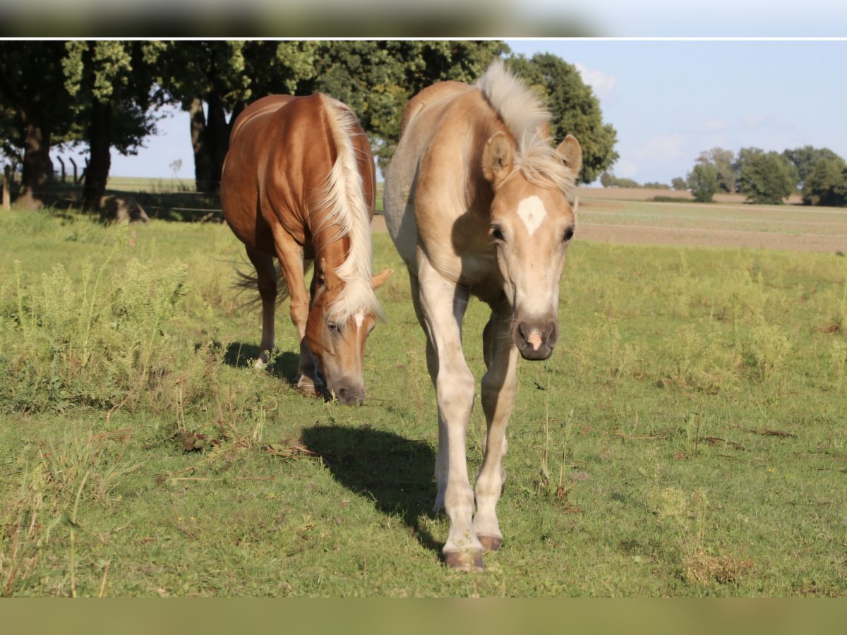 Haflinger Hengst Fohlen (05/2025) Fuchs in Gnewikow