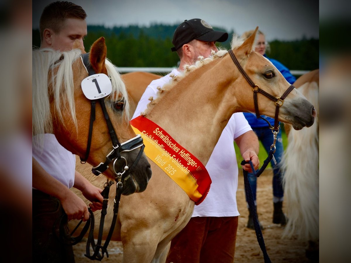Haflinger Hengst Fohlen (03/2025) Fuchs in Bad W&#xF6;rishofen