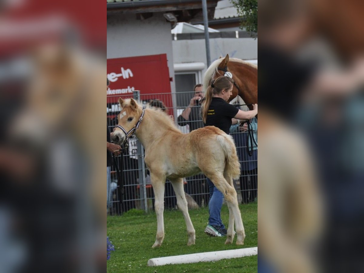 Haflinger Hengst Fohlen (04/2025) Fuchs in Rauenberg