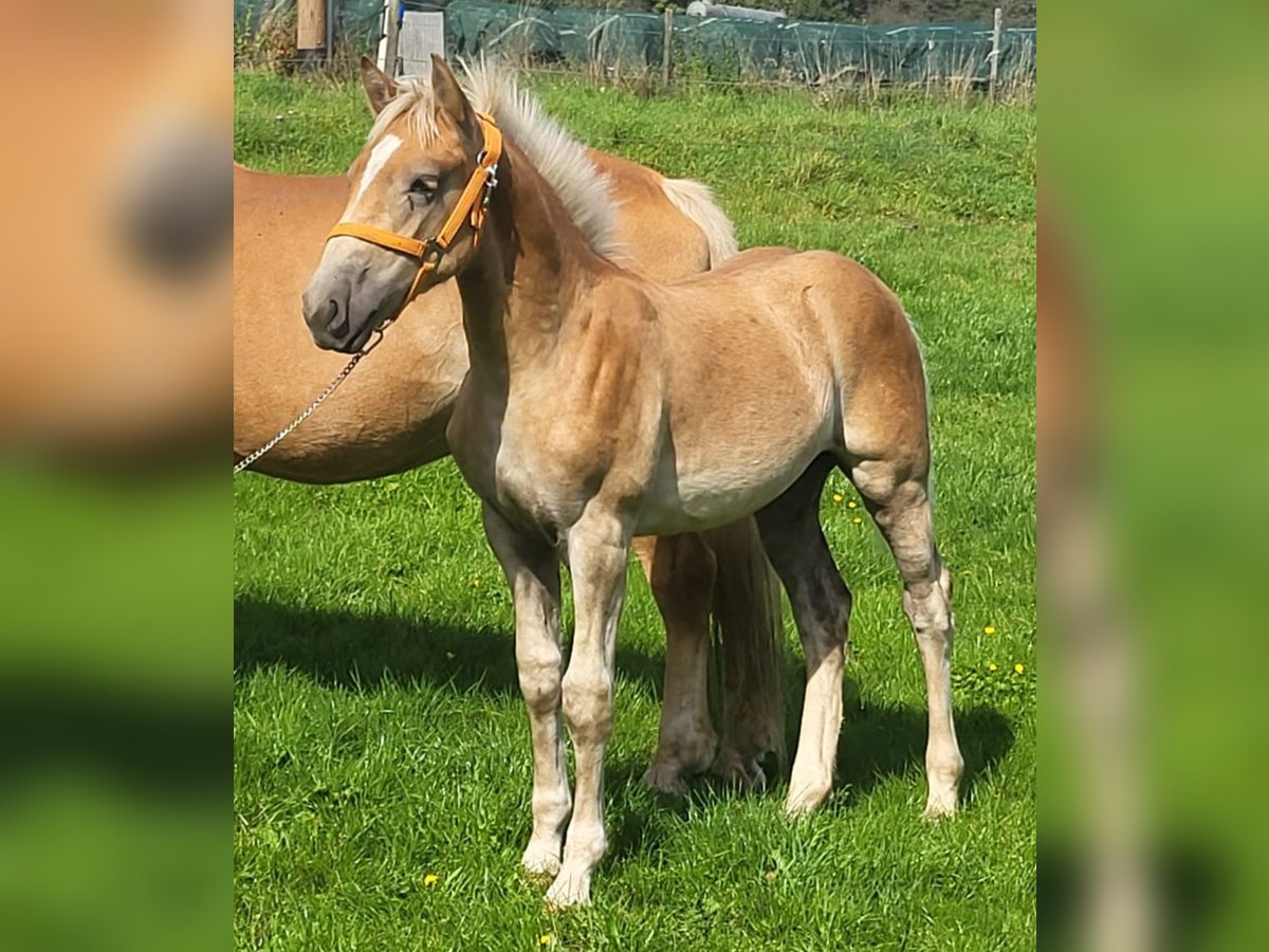 Haflinger Hengst Fohlen (04/2025) Fuchs in Meckenbach
