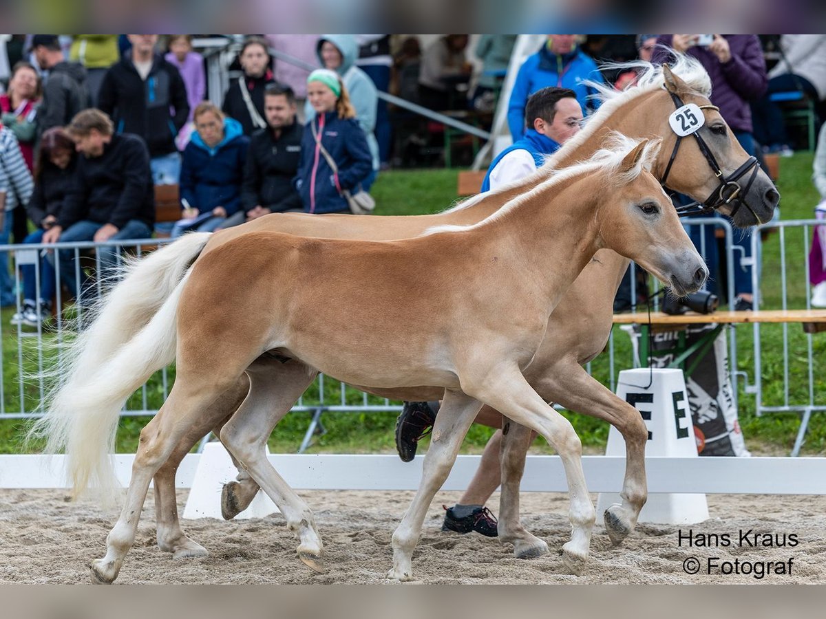 Haflinger Hengst Fohlen (03/2025) Fuchs in Peisching