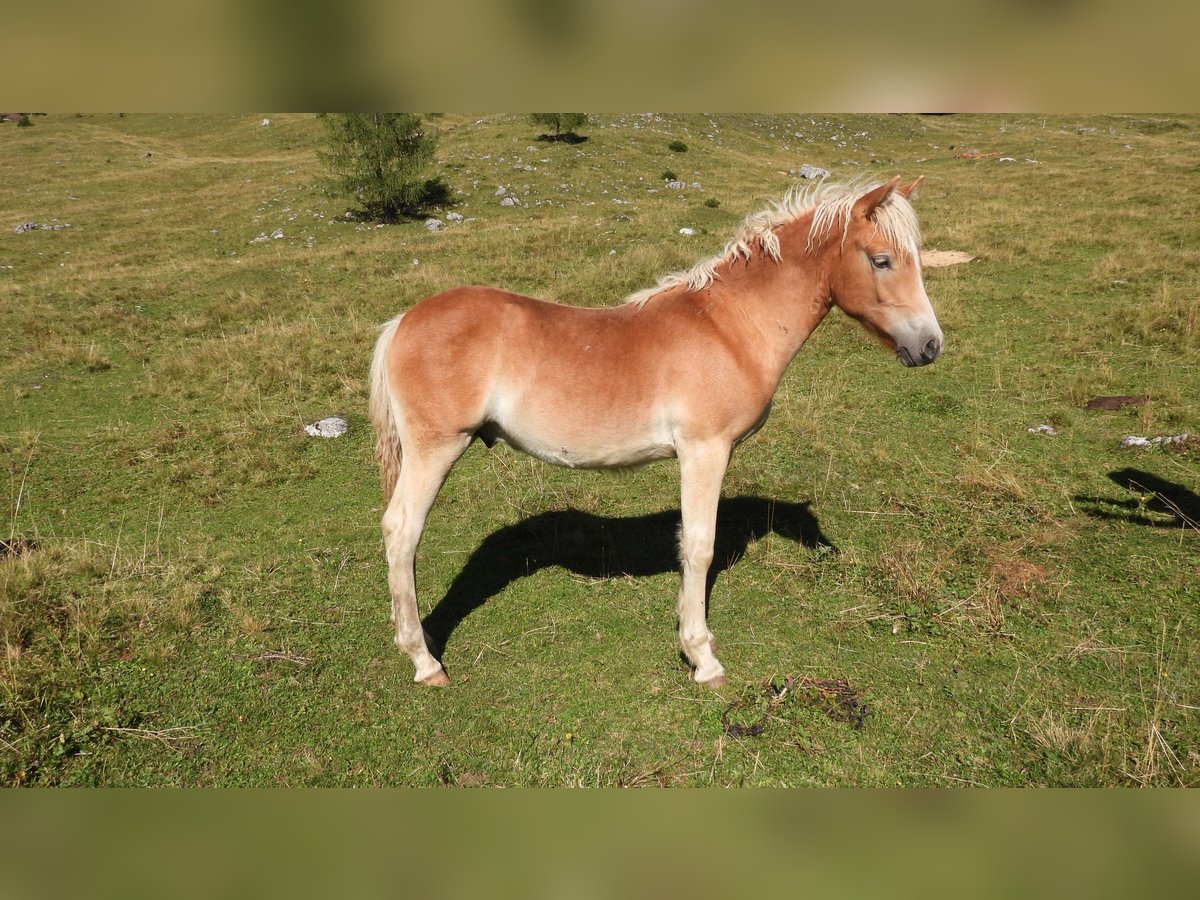 Haflinger Hengst Fohlen (04/2025) in Eben im Pongau