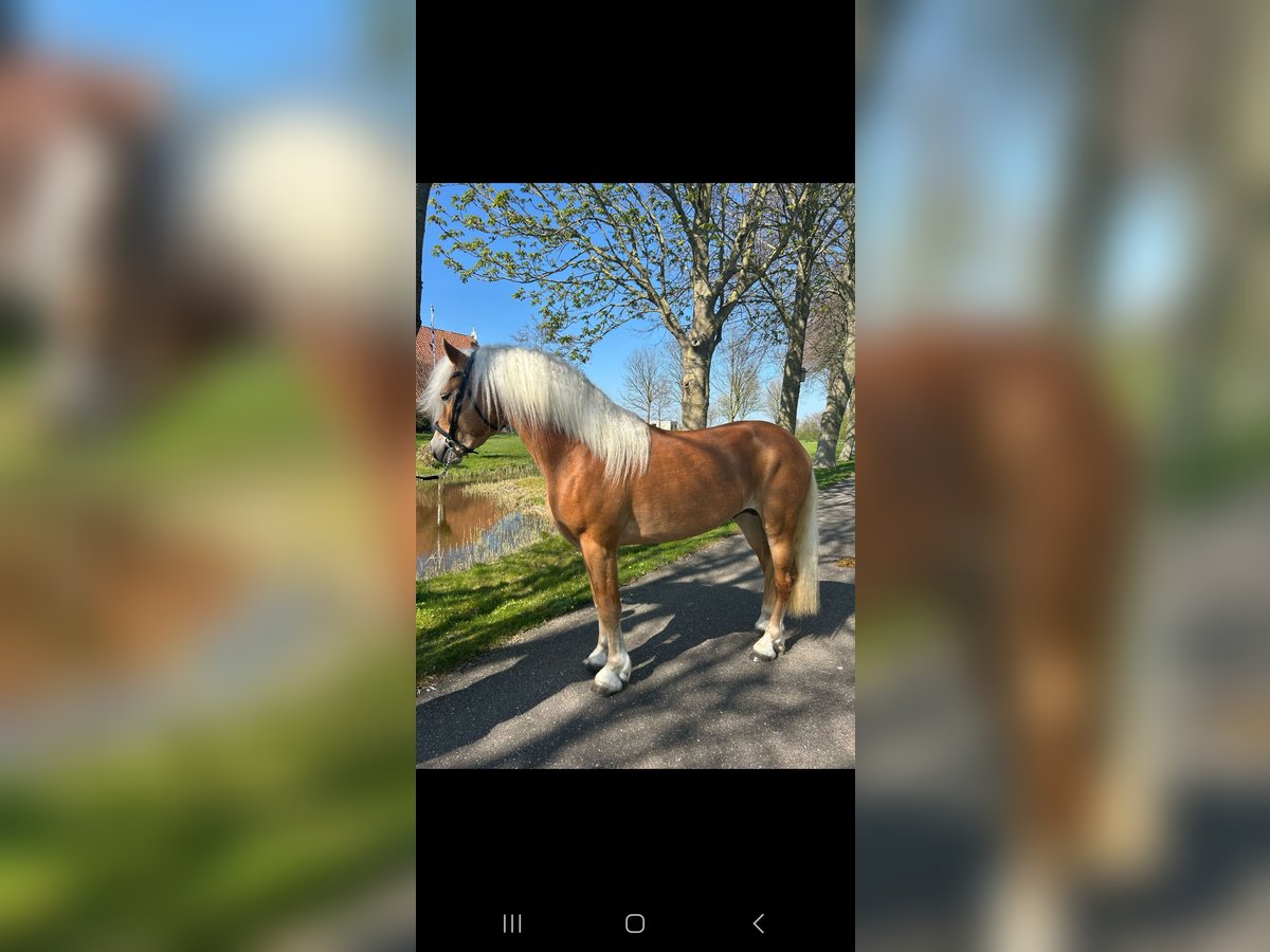 Haflinger Hengst in Oudega