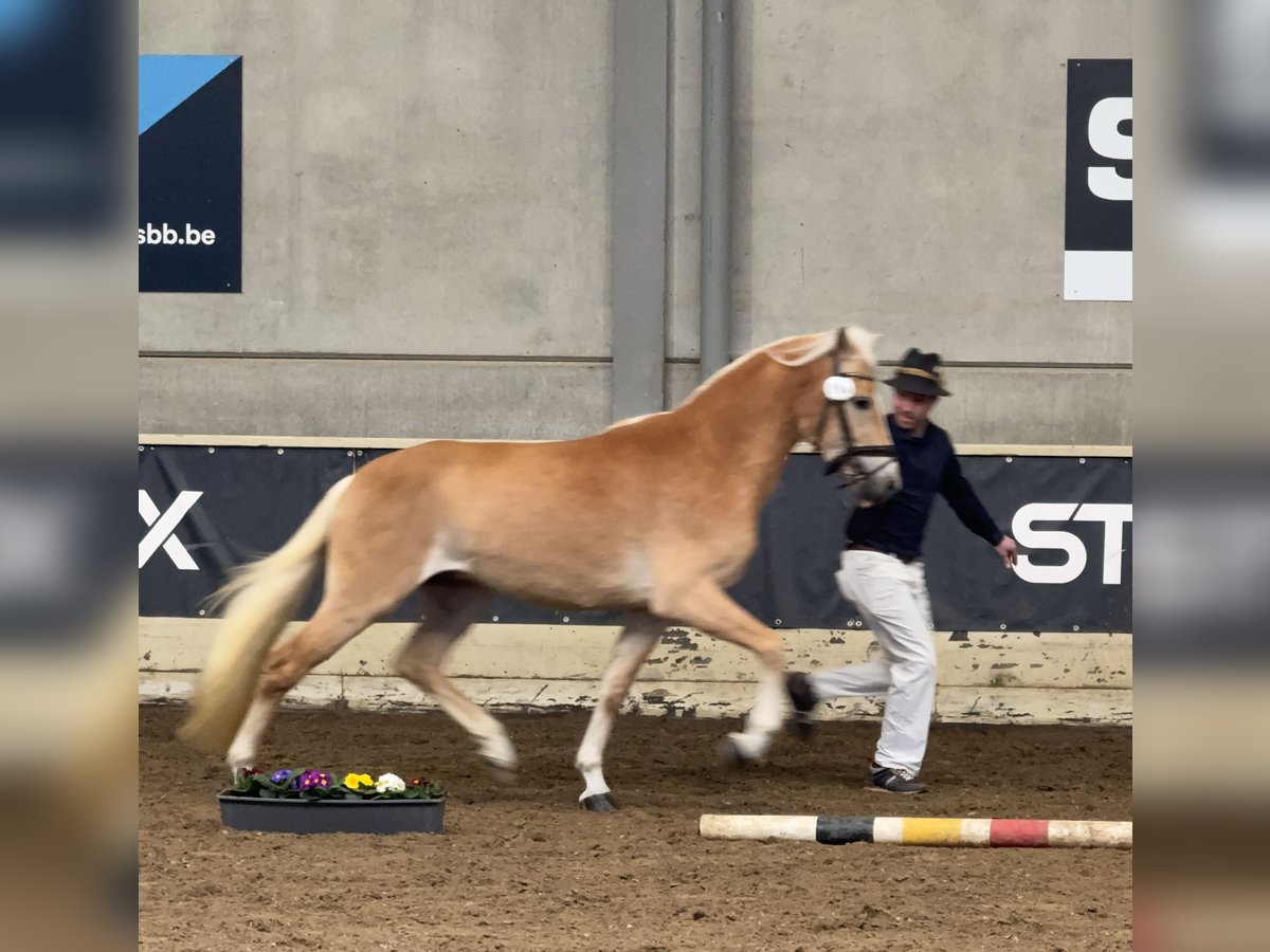 Haflinger Hengst Fuchs in Staufenberg