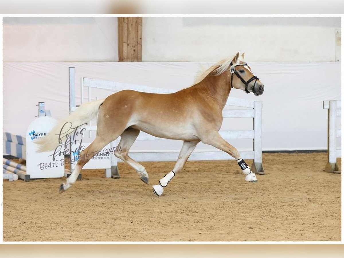 Haflinger Hengst Fuchs in Wuppertal