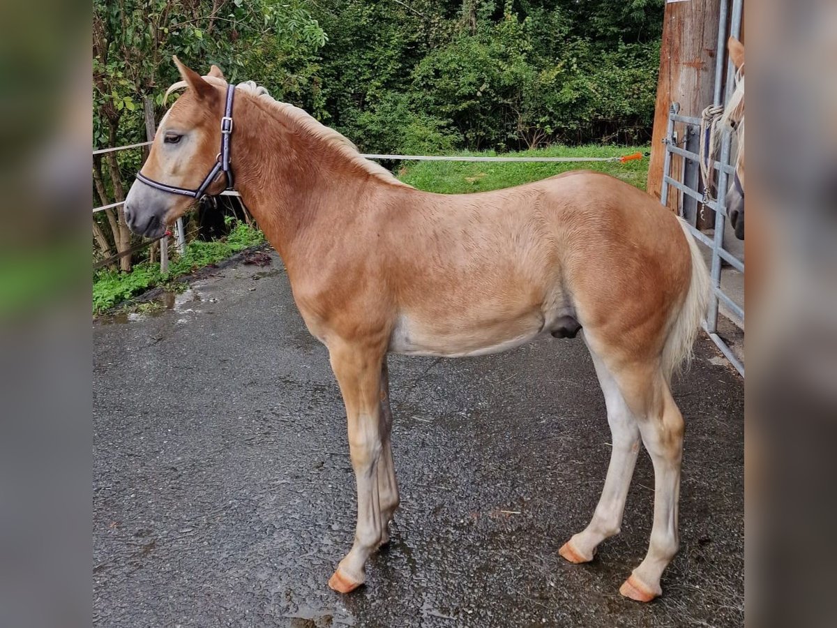Haflinger Hengst Veulen (04/2025) 130 cm Vos in Dellach