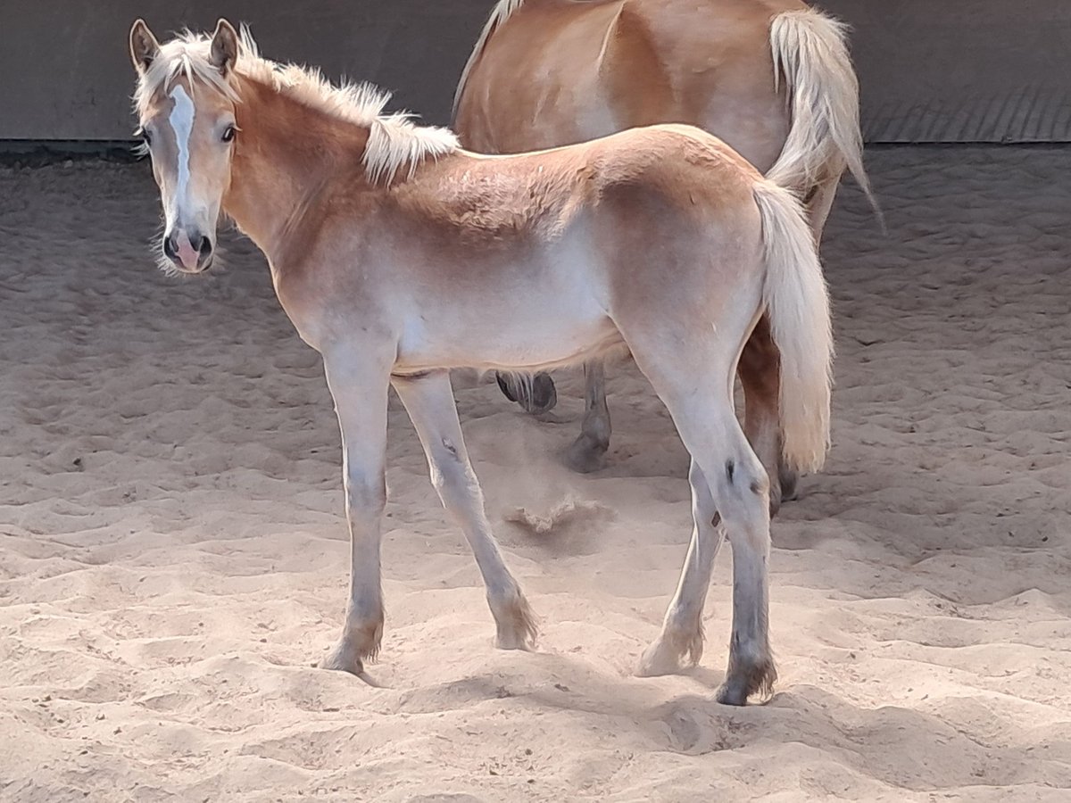 Haflinger Hengst veulen (04/2024) 152 cm Vos in Wuppertal