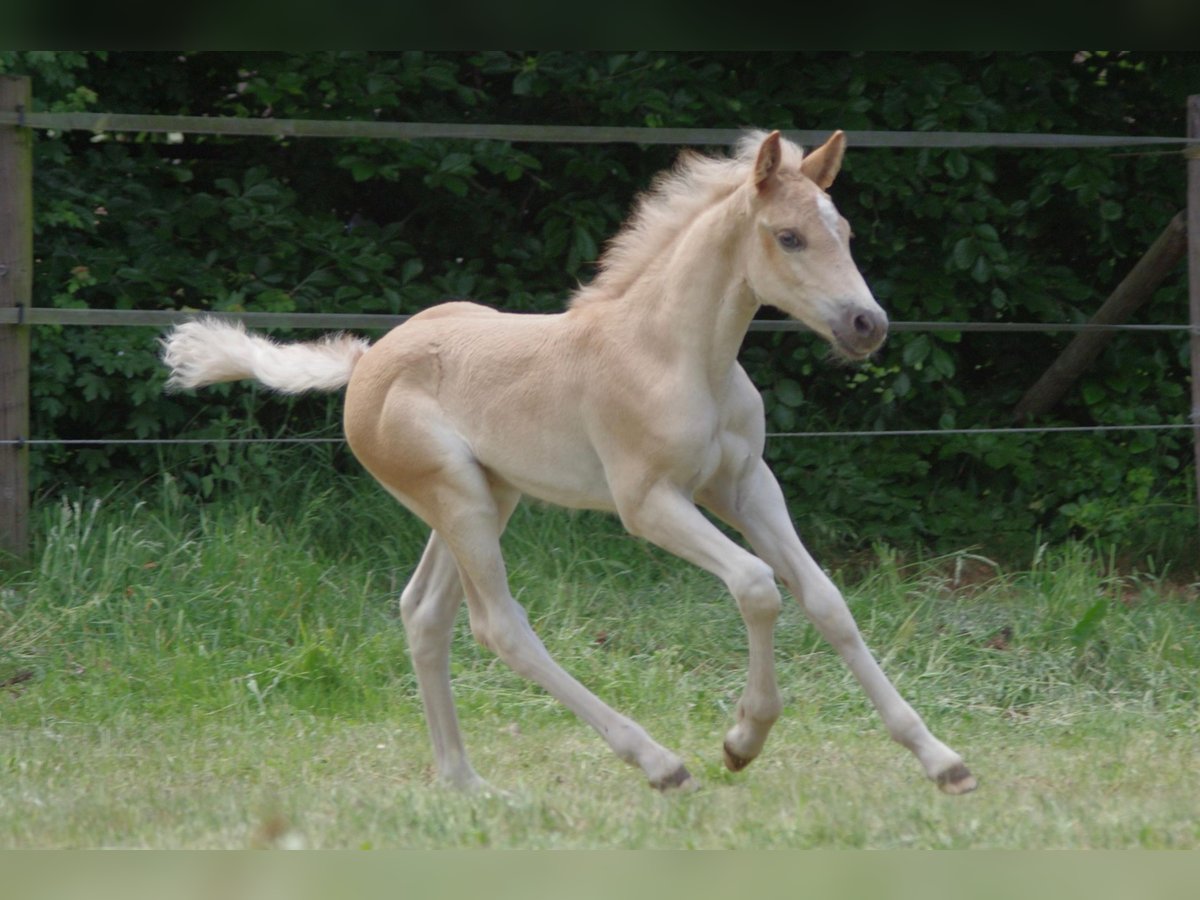 Haflinger Hengst Veulen (03/2025) 152 cm Vos in Wellerlooi