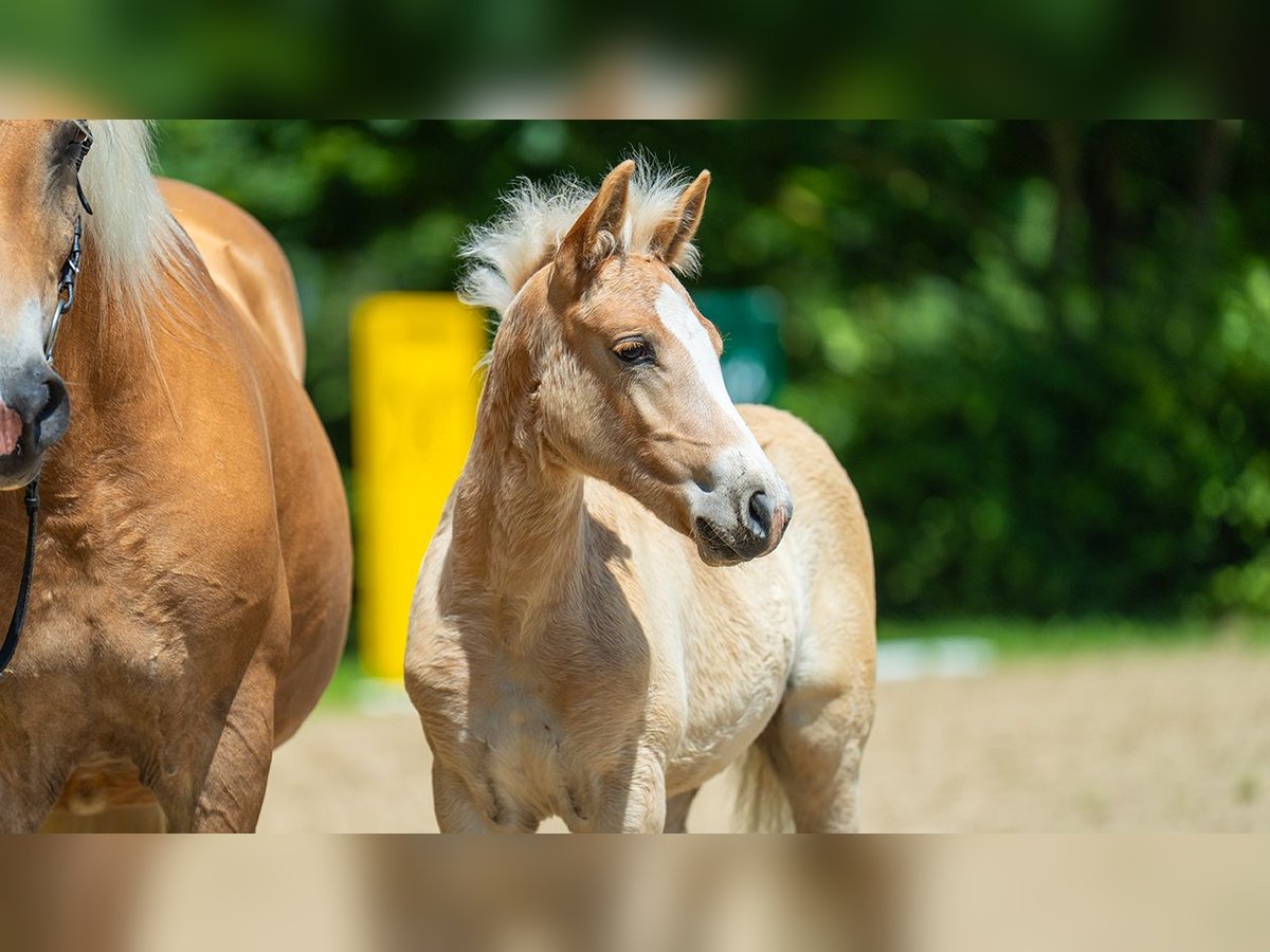 Haflinger Hengst veulen (01/2024) Palomino in Mönchengladbach