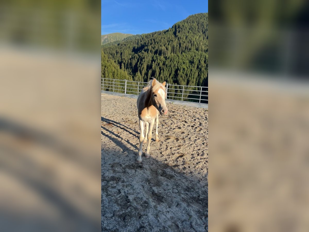 Haflinger Hengst Veulen (03/2025) in Navis