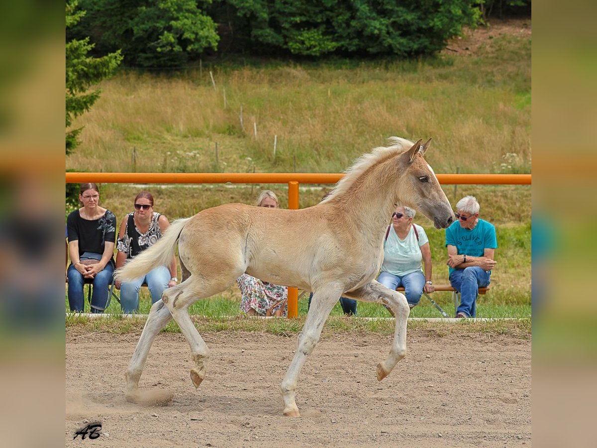 Haflinger Hengst Veulen (04/2025) Vos in Meckenbach