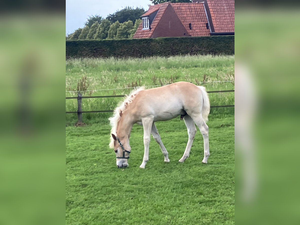 Haflinger Hengst Veulen (04/2025) Vos in Haaksbergen