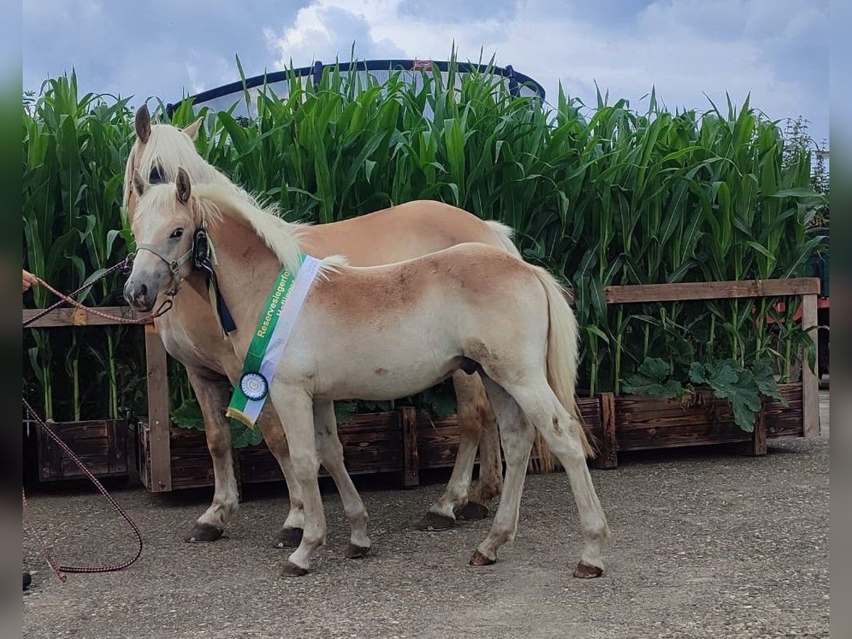 Haflinger Hengst Veulen (02/2025) Vos in Reken