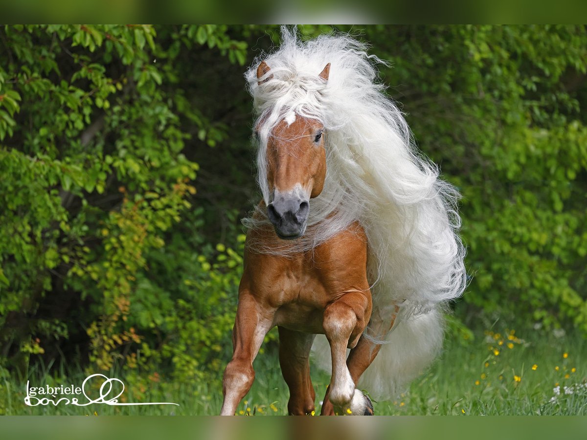 Haflinger Hengst Vos in Staufenberg