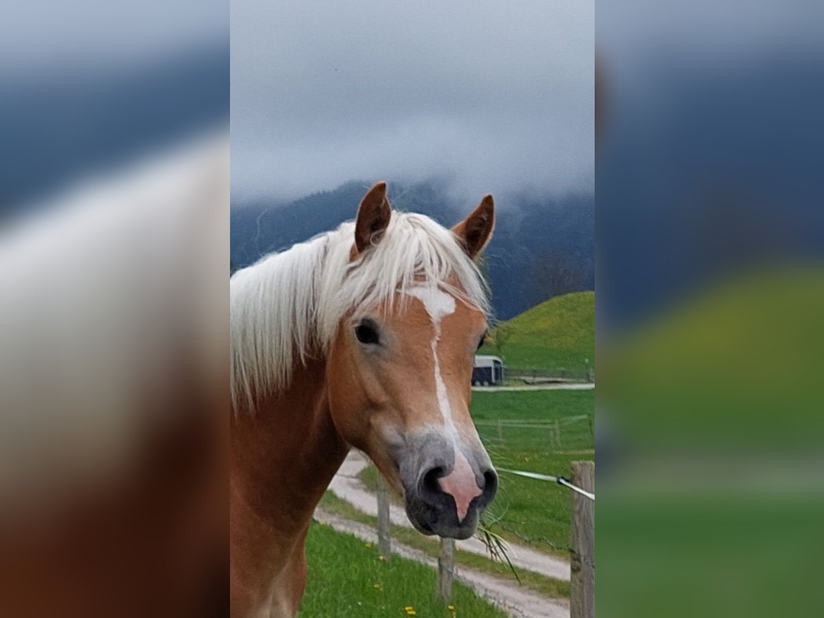 Haflinger Hingst 2 år 148 cm in Imst