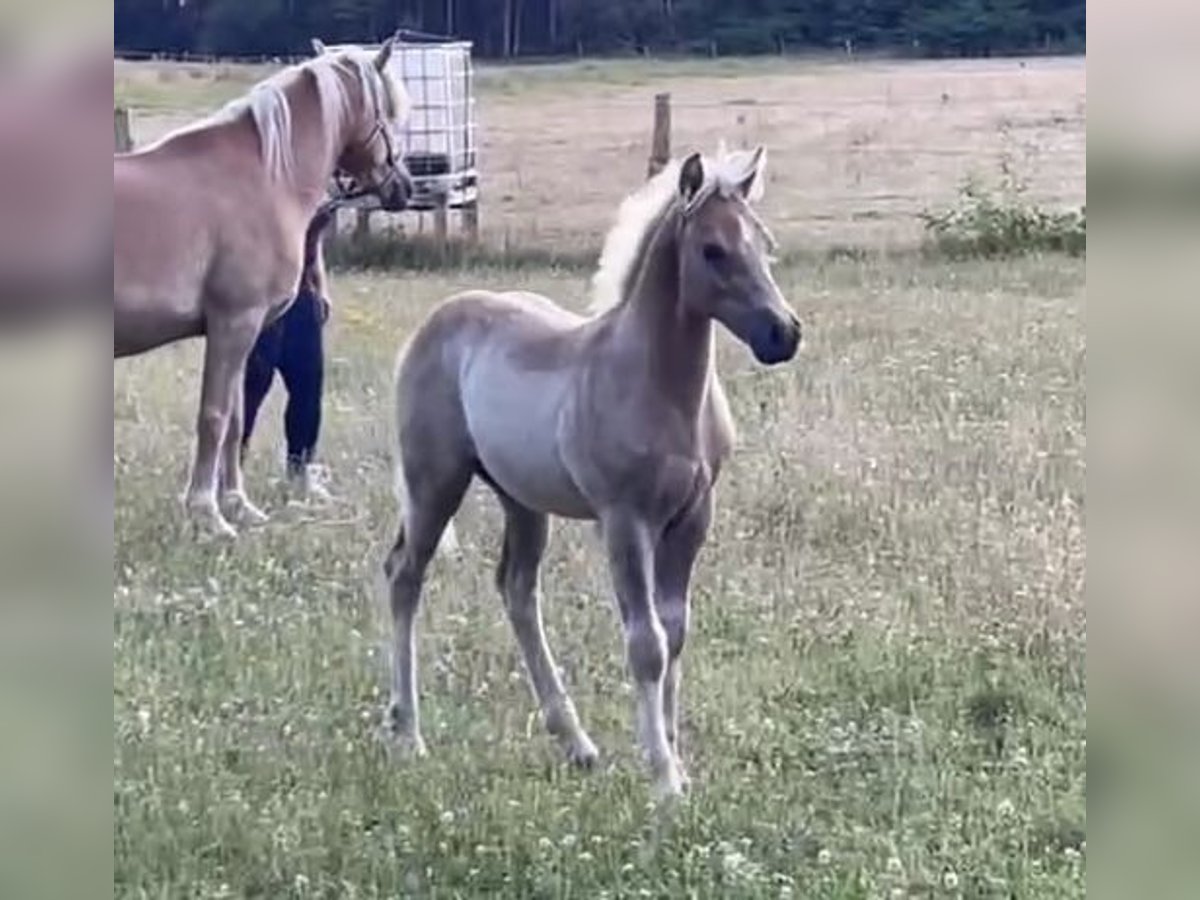 Haflinger Hingst Föl (04/2024) 150 cm in Suhlendorf