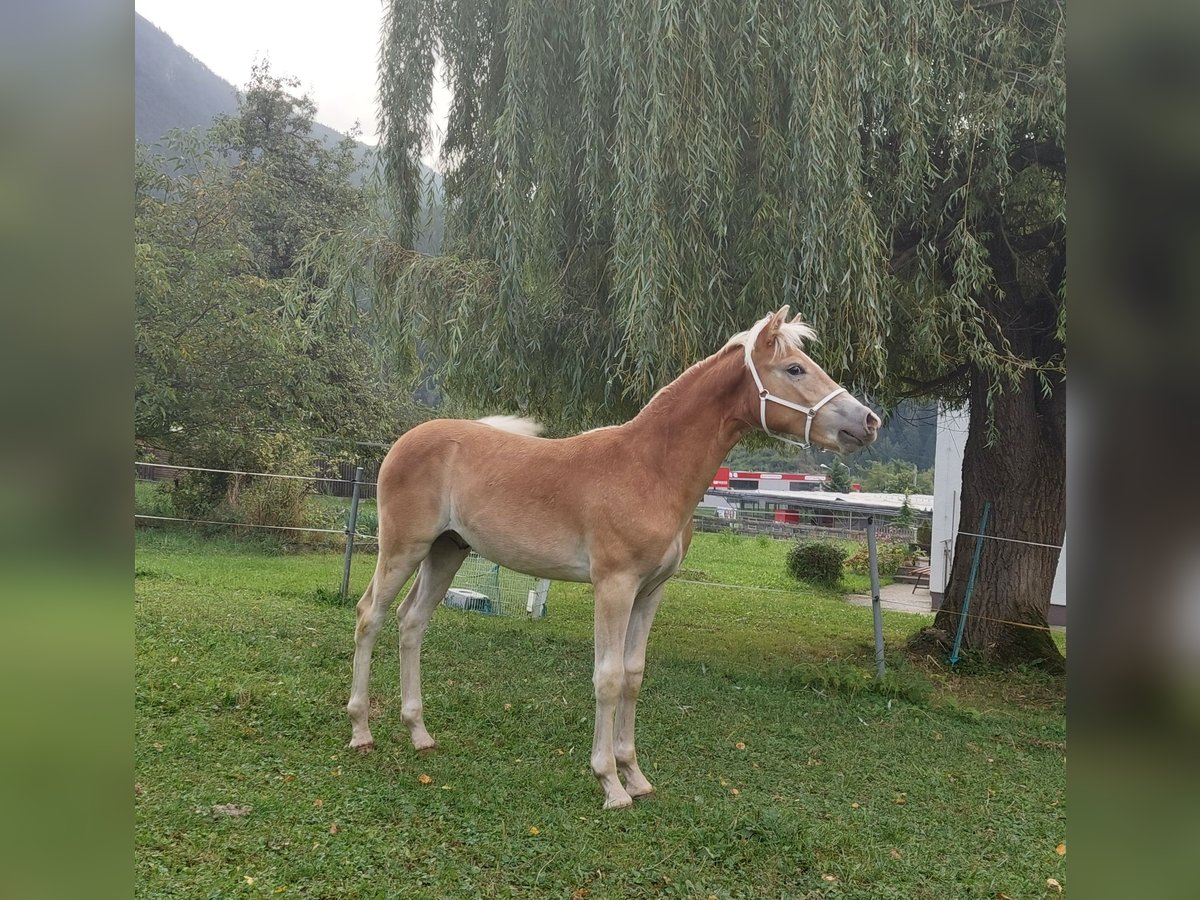 Haflinger Hingst Föl (03/2024) 155 cm in Imst