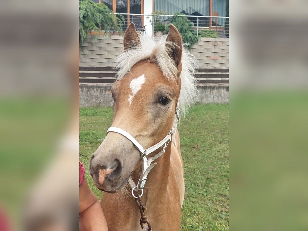 Haflinger Hingst Föl (04/2024) 155 cm in Landeck