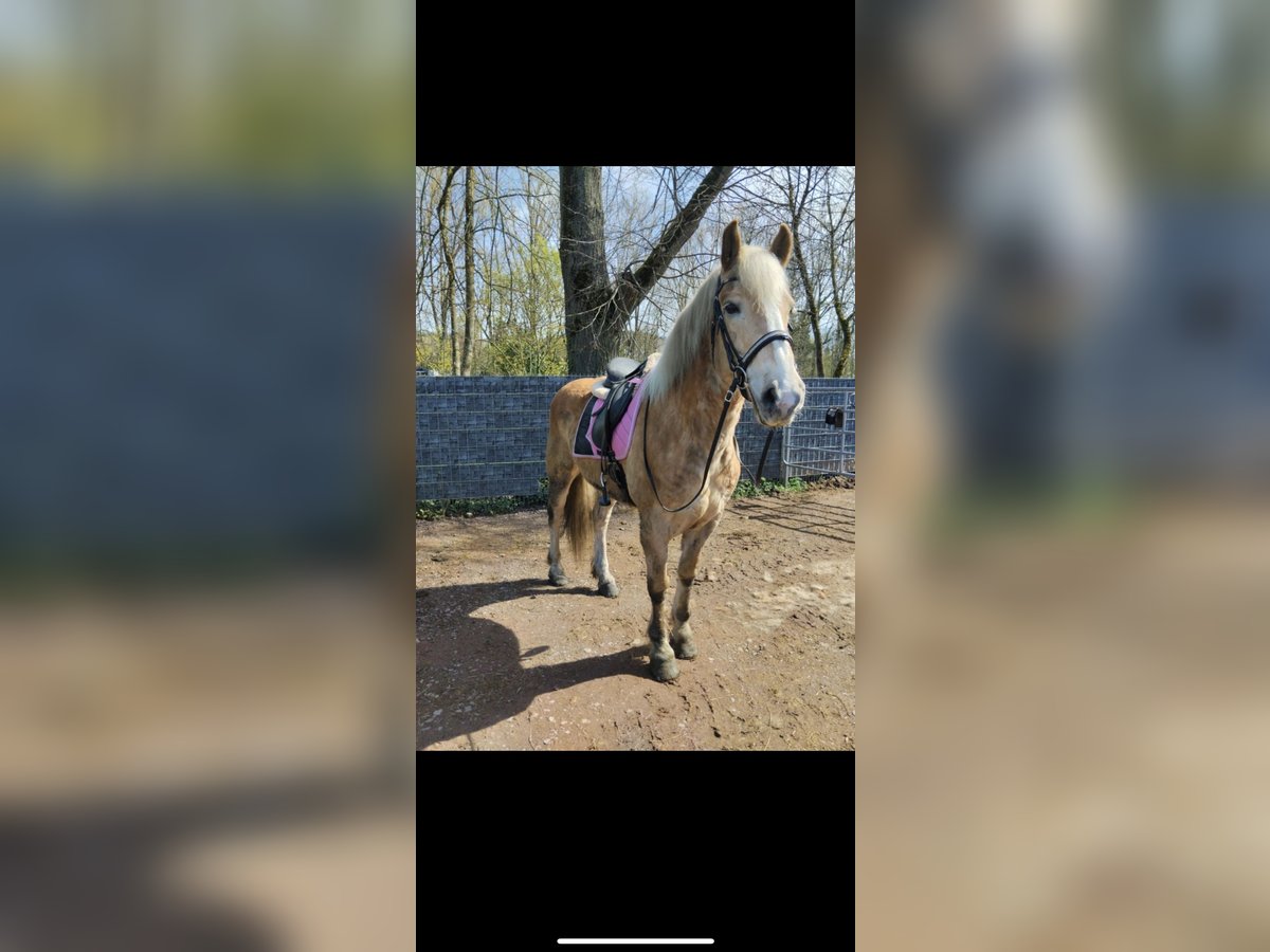 Haflinger Hongre 11 Ans 158 cm Bai clair in Wittlich