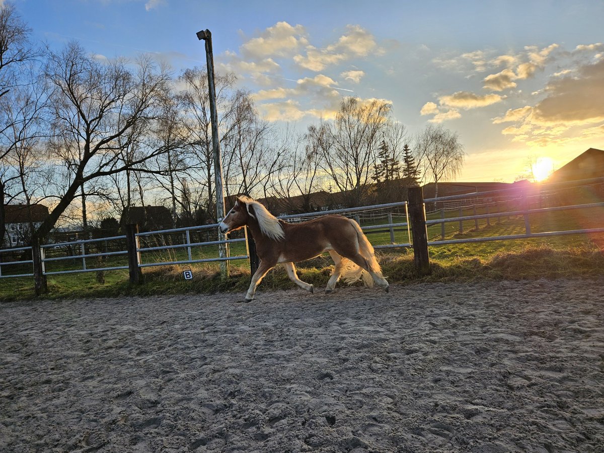 Haflinger Hongre 13 Ans 149 cm Palomino in Göttingen