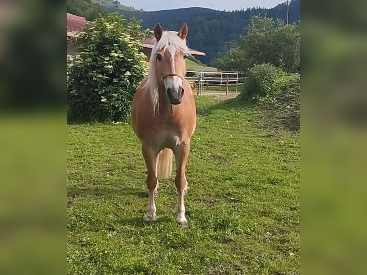 Haflinger Hongre 14 Ans 150 cm in Buchenbach