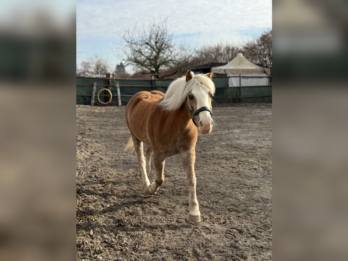 Haflinger Hongre 15 Ans 145 cm Palomino in S&#xFC;nikon