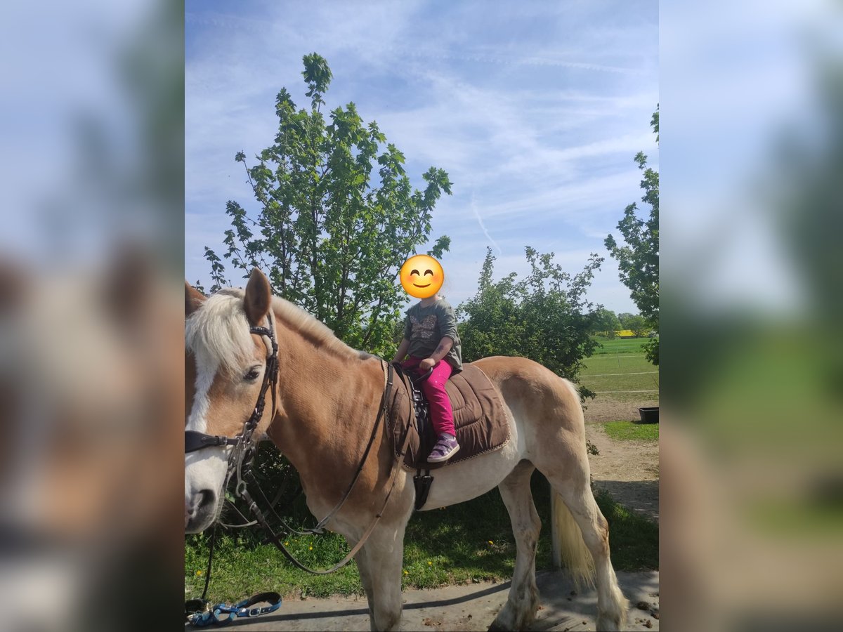 Haflinger Hongre 17 Ans 152 cm Bai clair in Neukirch