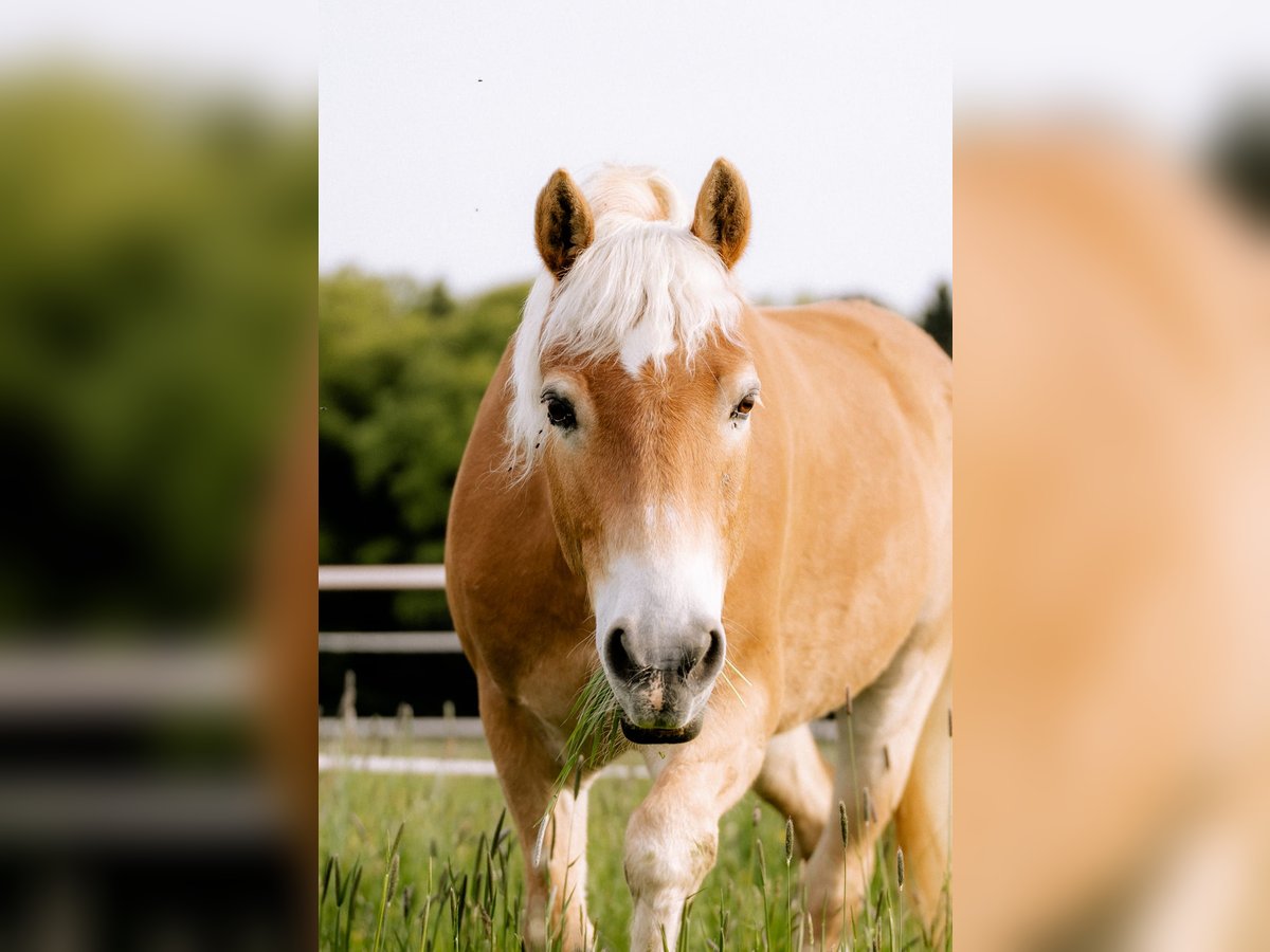 Haflinger Hongre 17 Ans 155 cm Bai clair in Feldkirchen bei Mattighofen