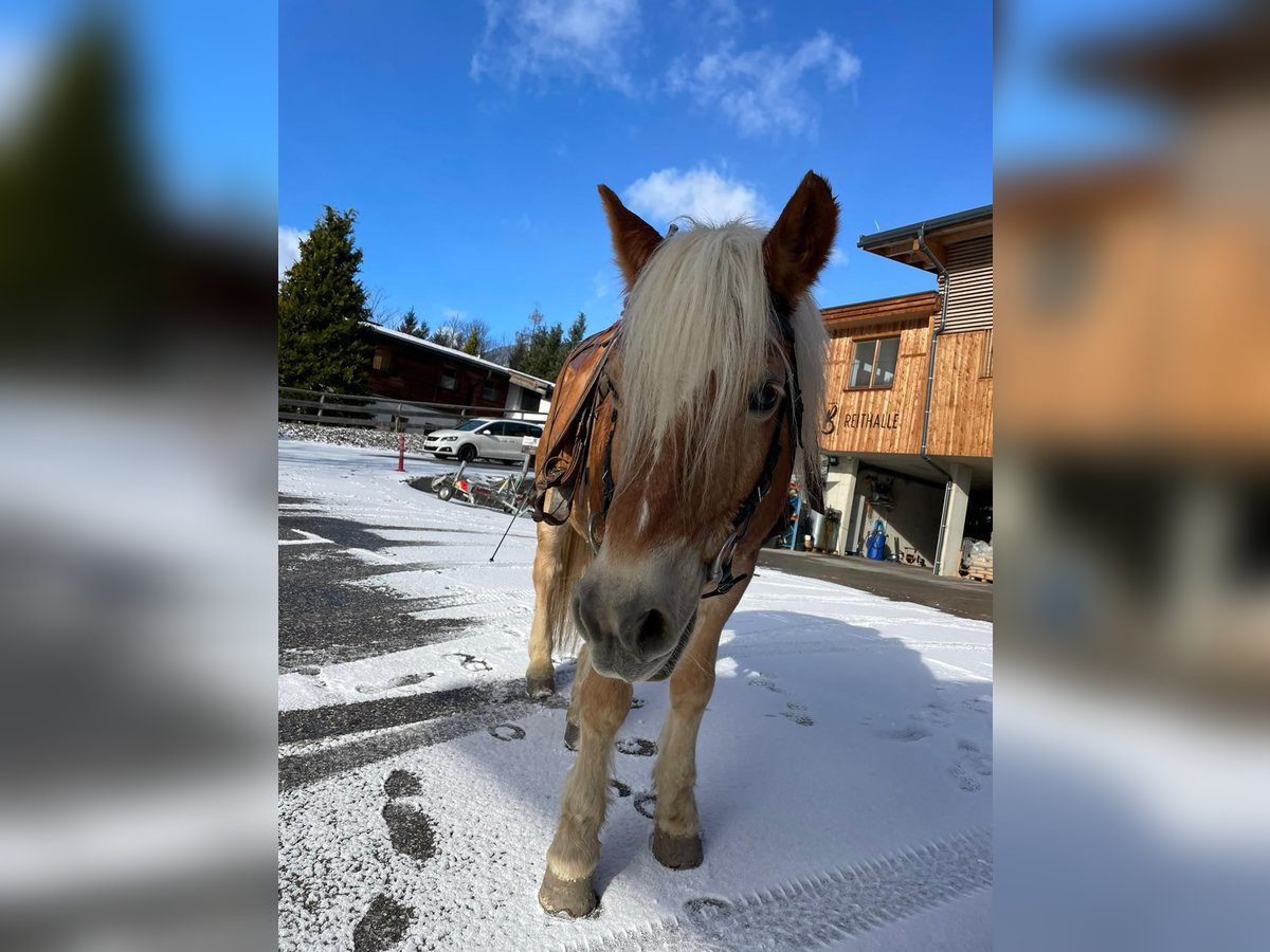 Haflinger Hongre 20 Ans in Maurach