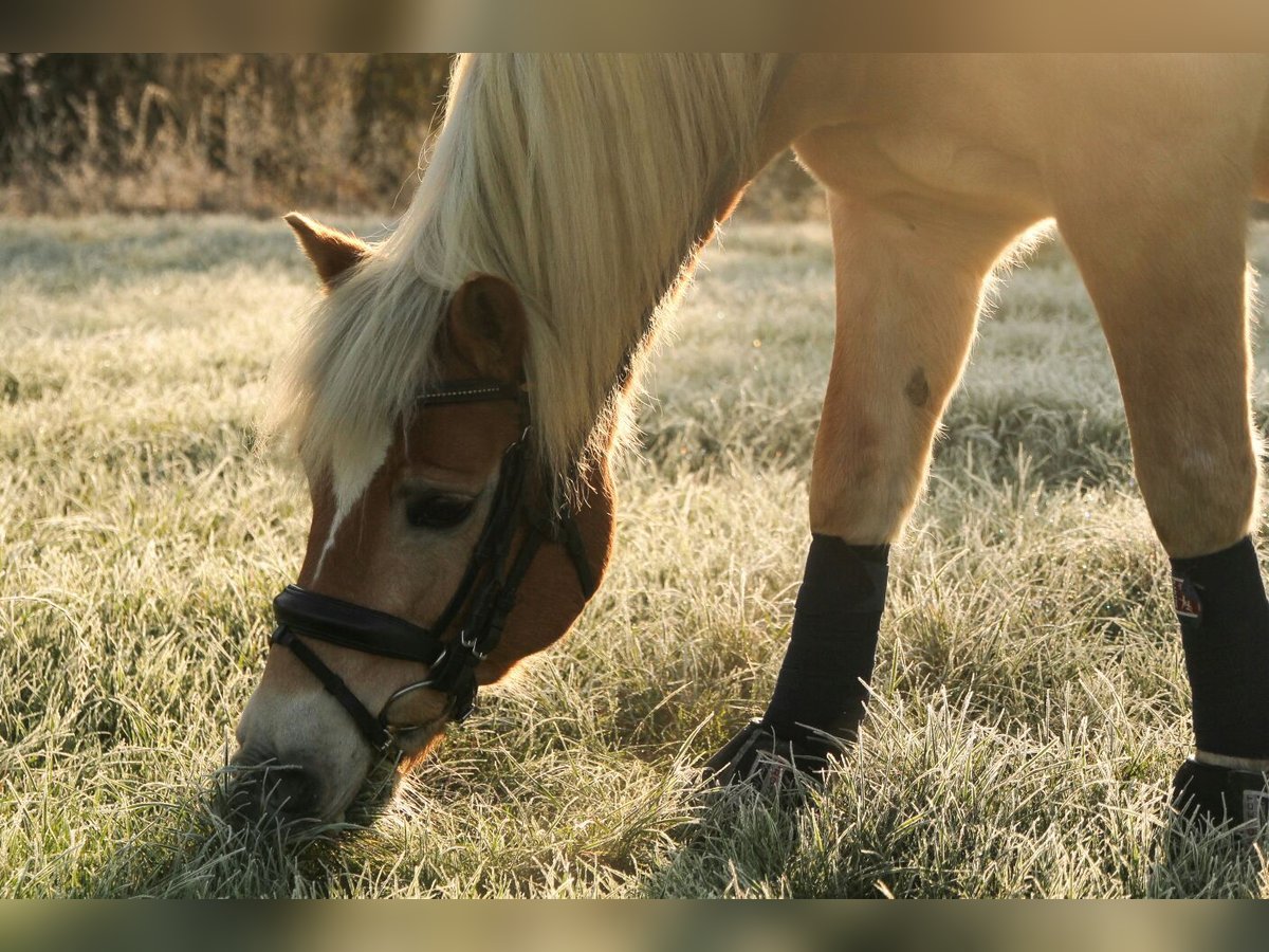 Haflinger Hongre 22 Ans 146 cm Alezan in Geseke