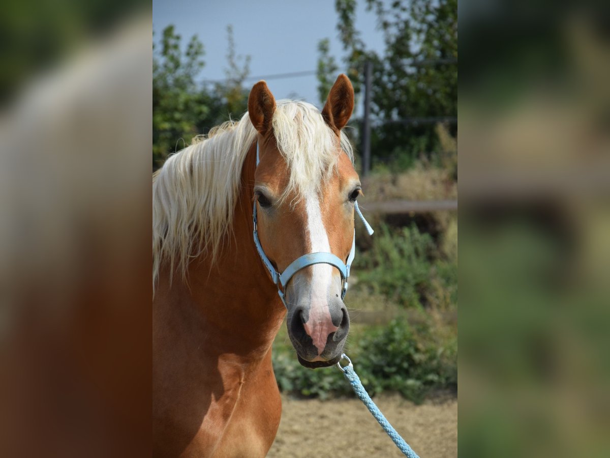 Haflinger Hongre 2 Ans 148 cm Alezan in Wördern