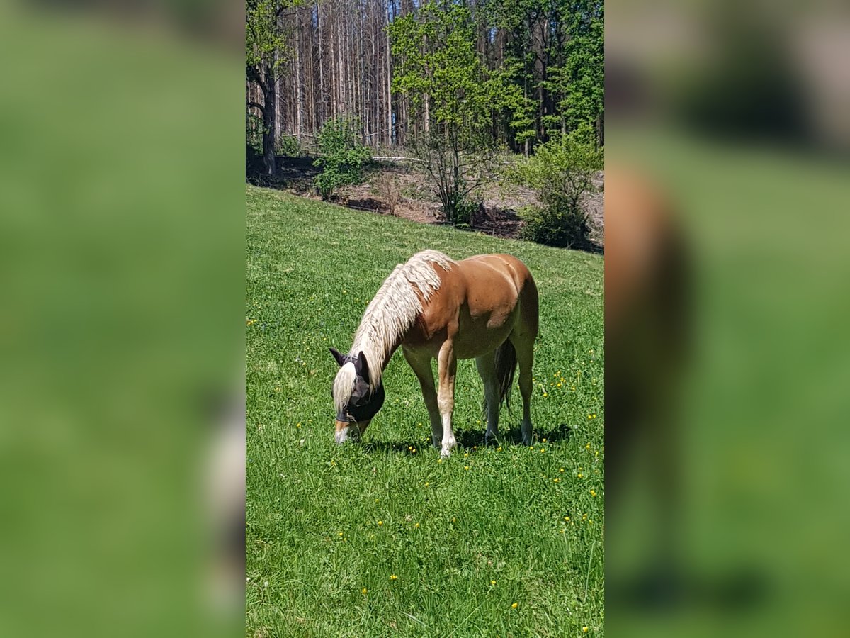 Haflinger Hongre 2 Ans 158 cm in Wipperf&#xFC;rth