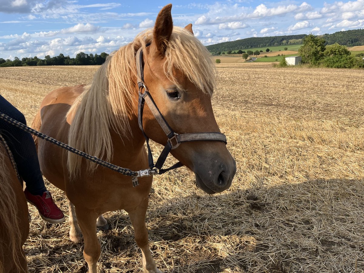 Haflinger Croisé Hongre 2 Ans in Hardegsen