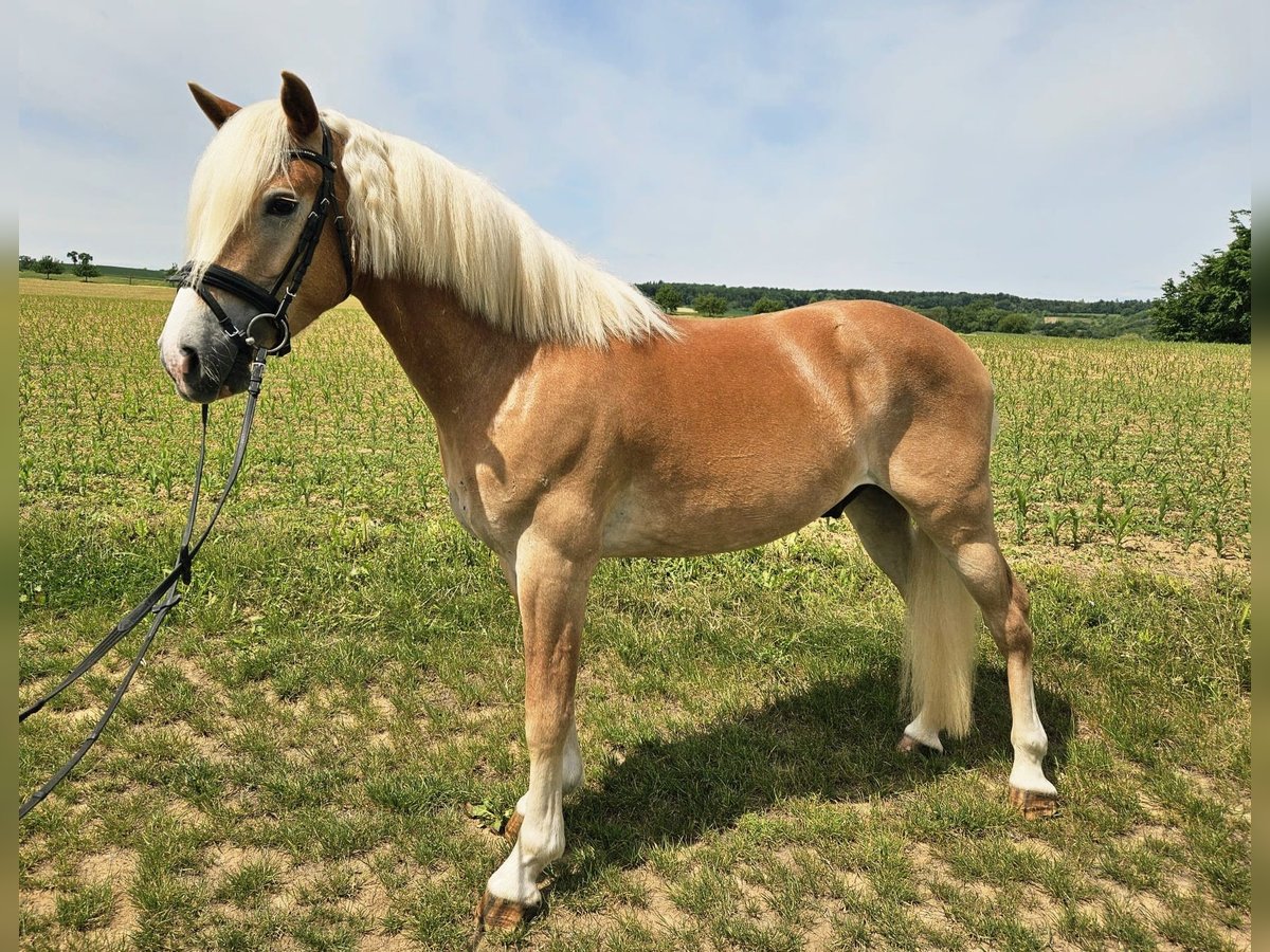 Haflinger Hongre 3 Ans 152 cm in Kraichtal