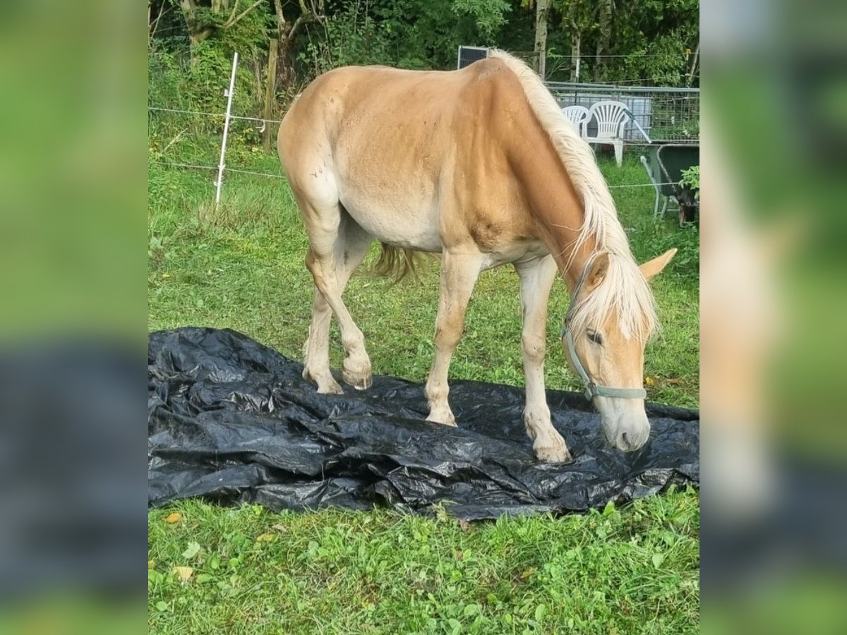 Haflinger Hongre 3 Ans 157 cm Alezan in Langerringen Haflinger Hongre 3 Ans 157 cm Alezan in Langerringen
