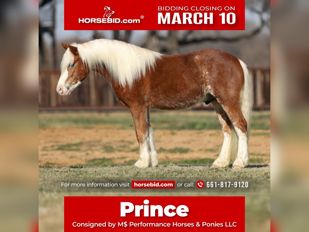 Haflinger Hongre 4 Ans 142 cm Alezan cuivré in Stephenville, TX