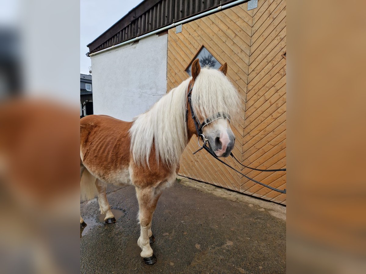 Haflinger Hongre 4 Ans 147 cm in Nettersheim