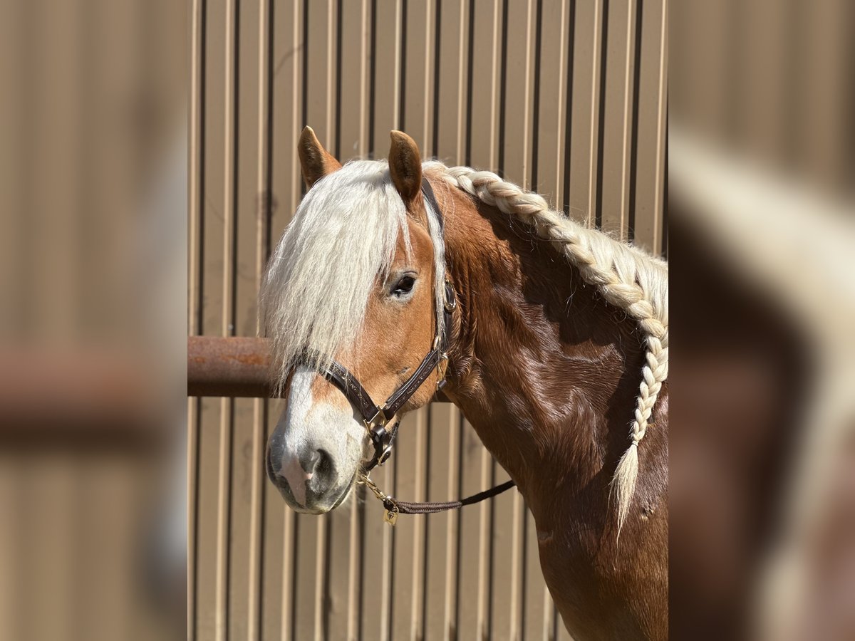 Haflinger Hongre 4 Ans 150 cm Alezan brûlé in St. Pölten