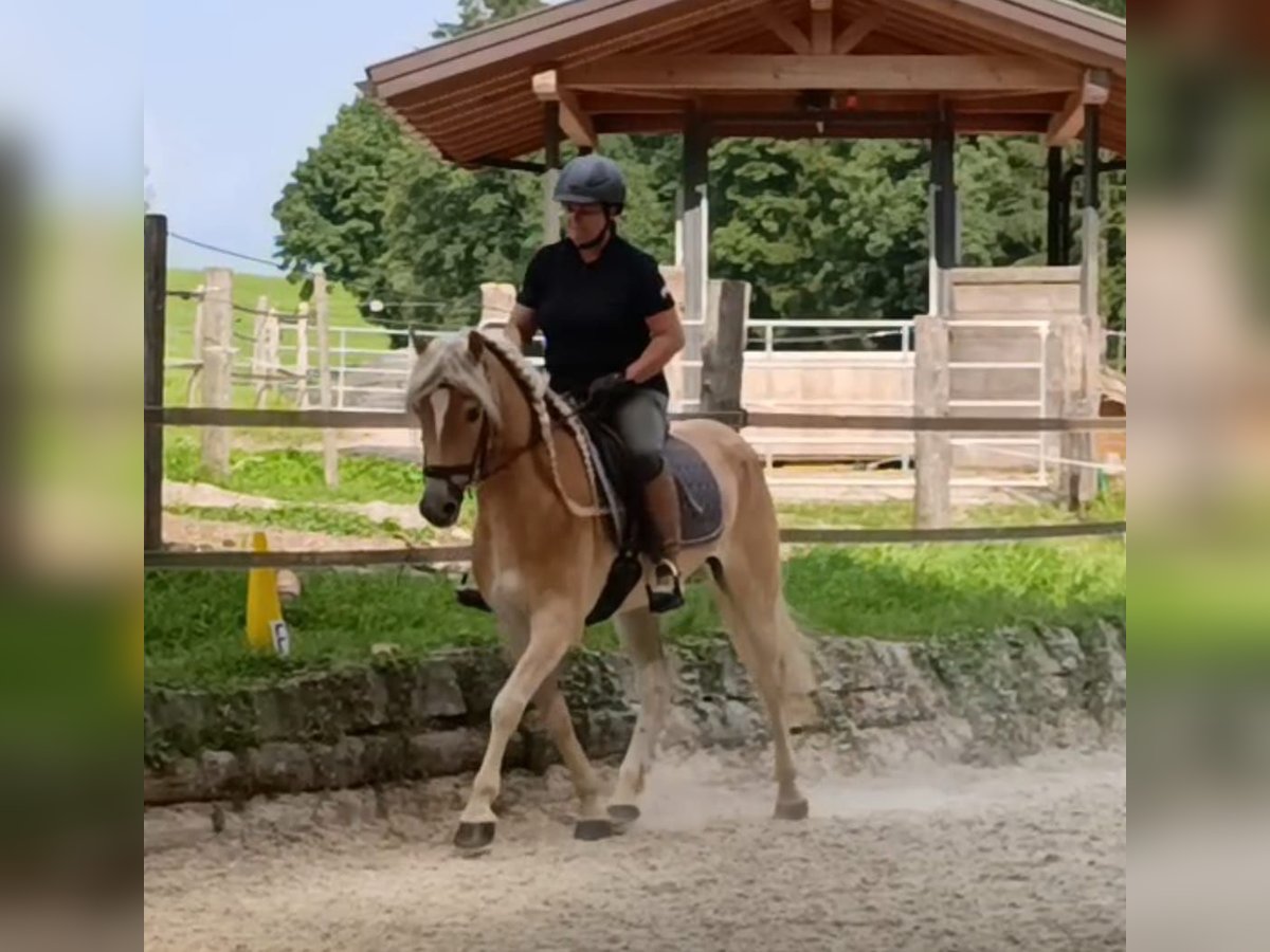 Haflinger Hongre 4 Ans 152 cm Alezan in Schleedorf