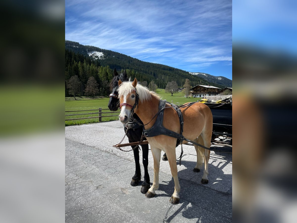 Haflinger Hongre 4 Ans 155 cm Alezan in Filzmoos