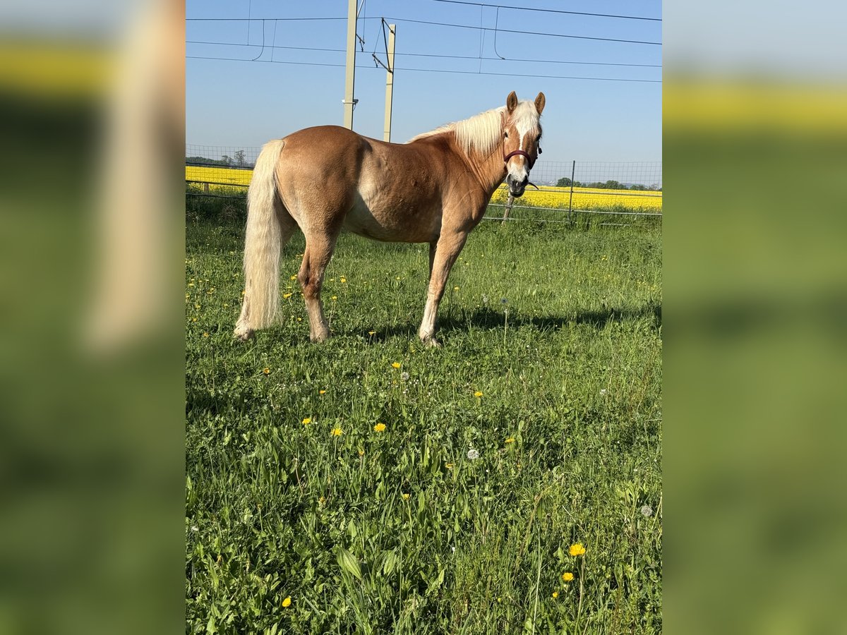 Haflinger Hongre 4 Ans 162 cm in Wesseling