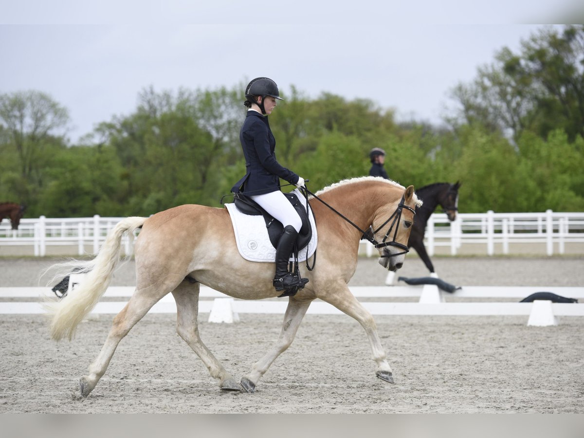 Haflinger Hongre 5 Ans 150 cm in Bad blumau