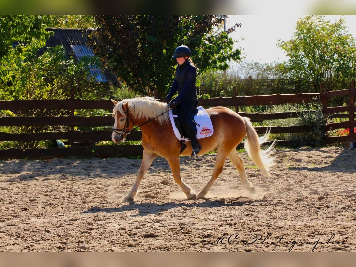 Haflinger Hongre 5 Ans 154 cm Bai clair in Brandis