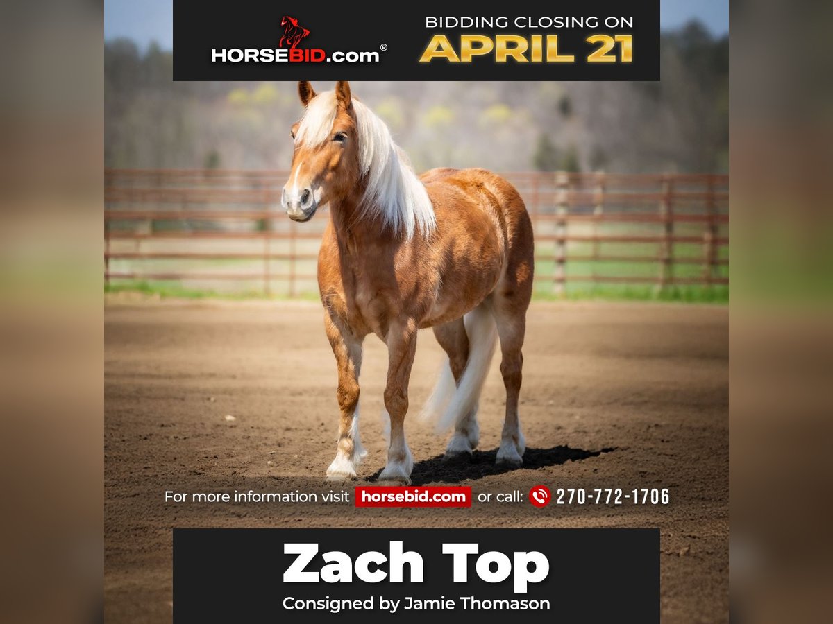 Haflinger Hongre 6 Ans 132 cm in Auburn, KY