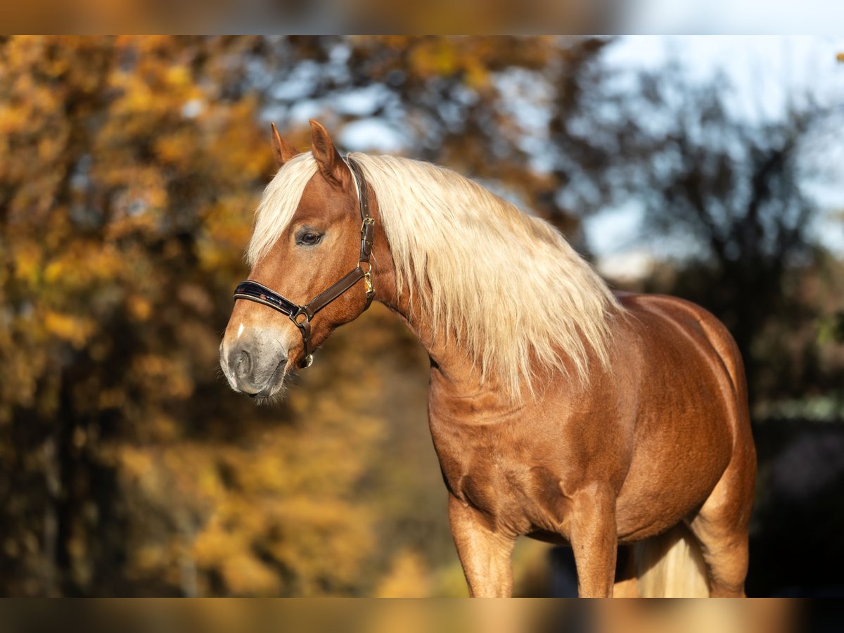 Haflinger Croisé Hongre 6 Ans 155 cm Alezan in Windhagen
