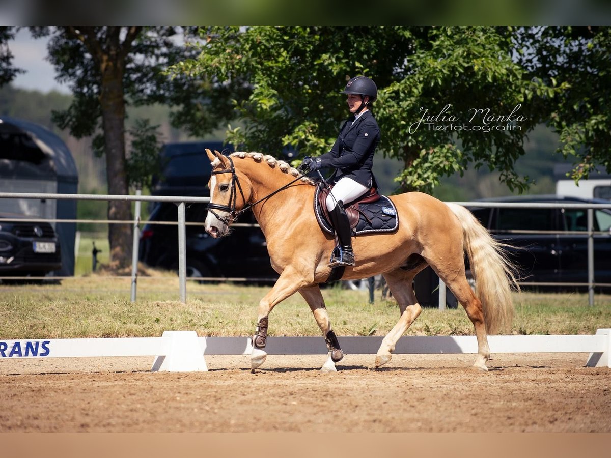 Haflinger Hongre 6 Ans in Altenstadt