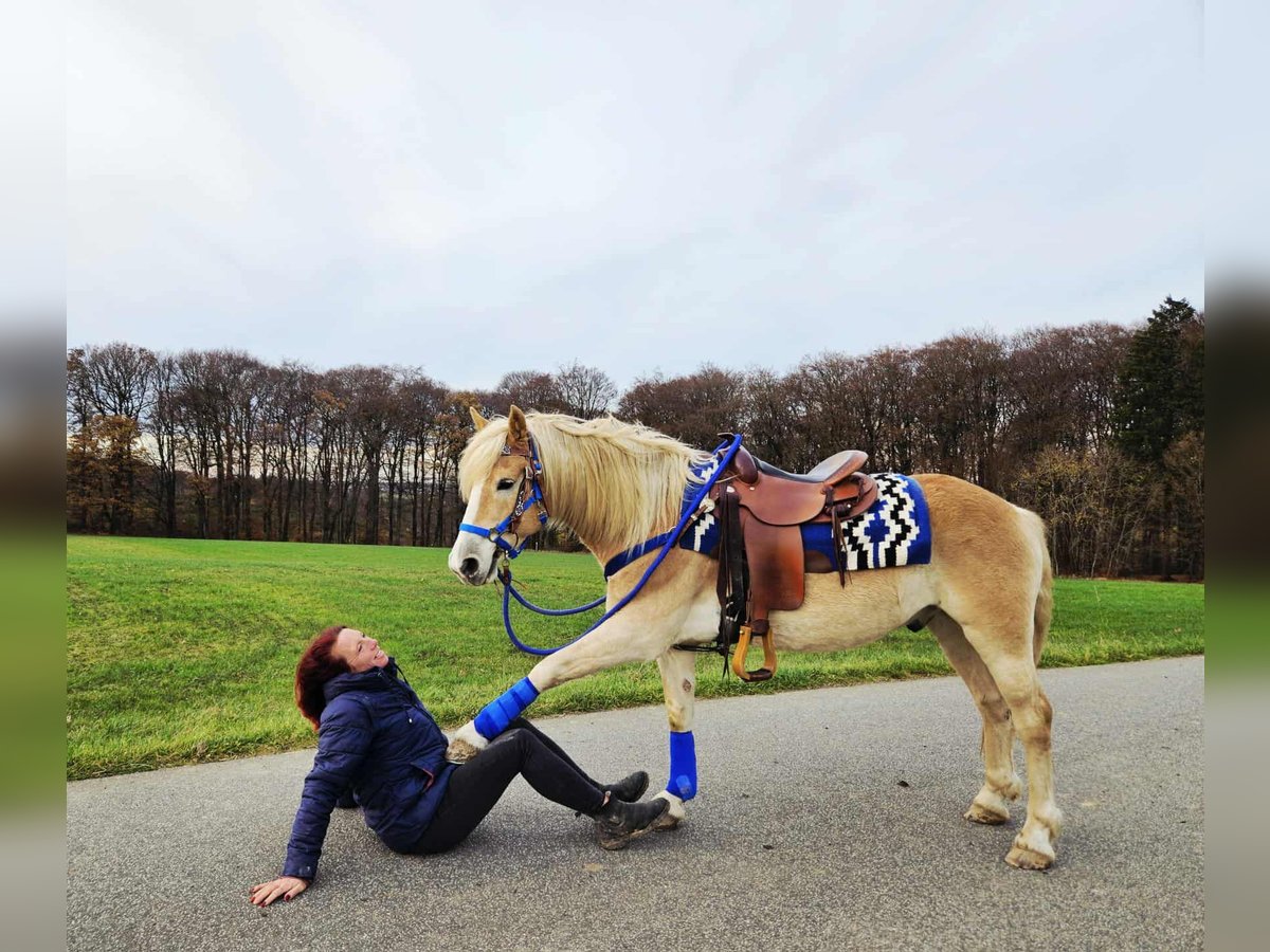 Haflinger Hongre 7 Ans 146 cm Alezan in Linkenbach